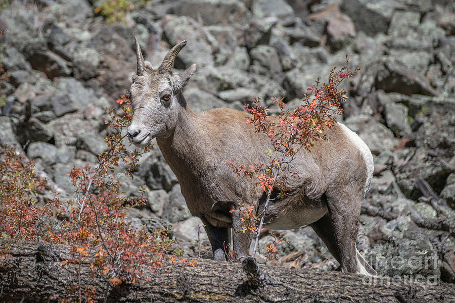 Big Horn in Fall Colors Photograph by Lisa Manifold