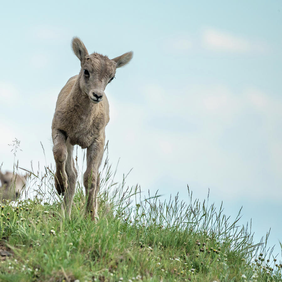 Big Horn Lamb Looks Down Grassy Cliff Photograph by Kelly VanDellen