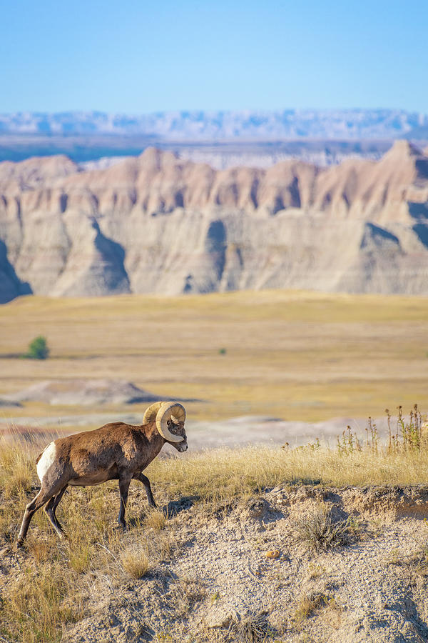 Big Horn Posing in the Badlands Photograph by Erin K Images