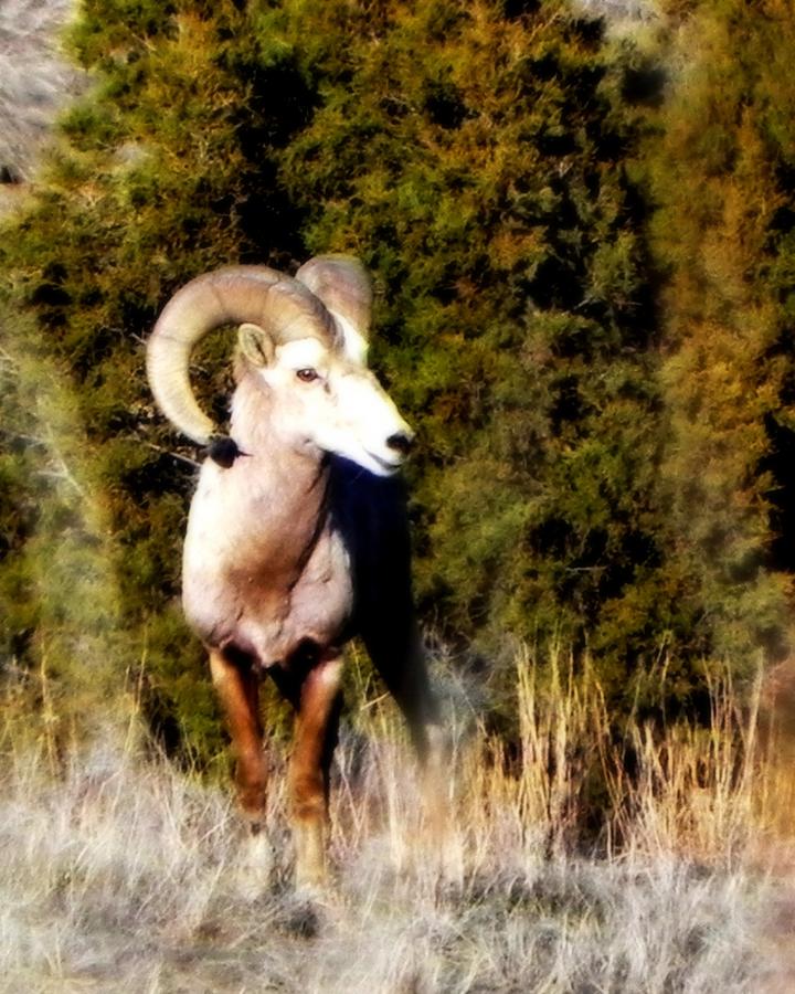 Big Horn Ram Photograph by Amanda R Wright