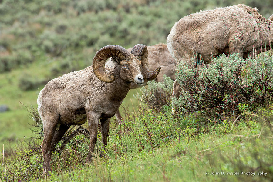 Big-Horn Ram In Rainstorm Photograph by Yeates Photography