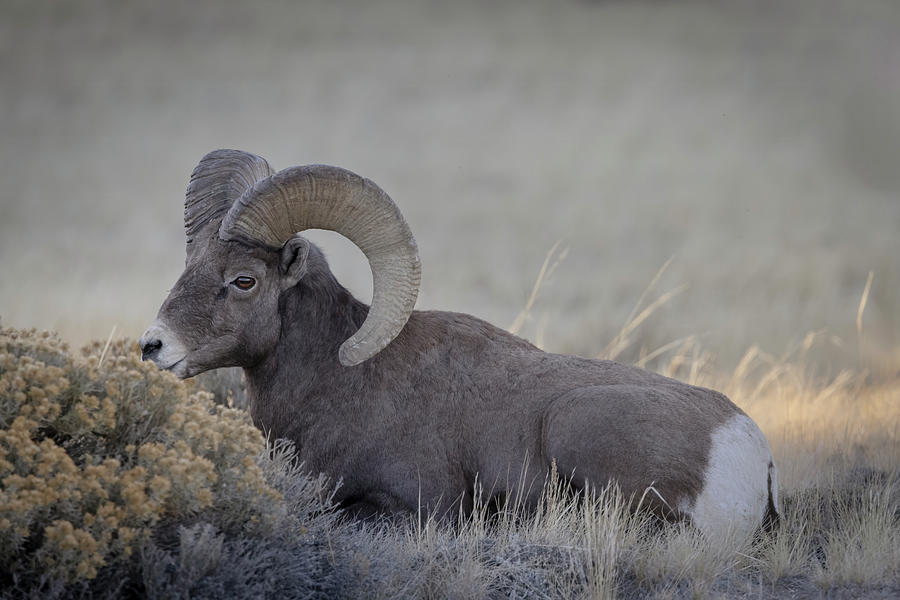 Big Horn Ram   Photograph by Laura Terriere