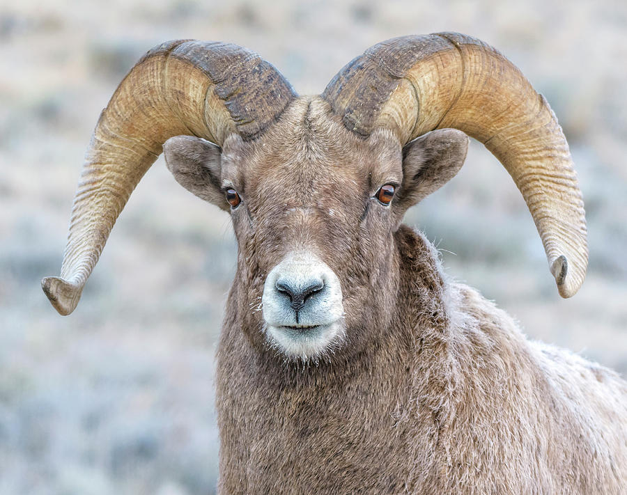 Big Horn Ram Portrait Photograph by Downing Photography - Fine Art America