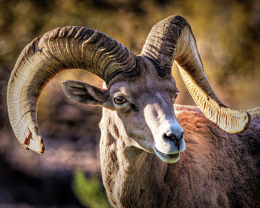 Big Horn Sheep 1 Photograph by James Sage