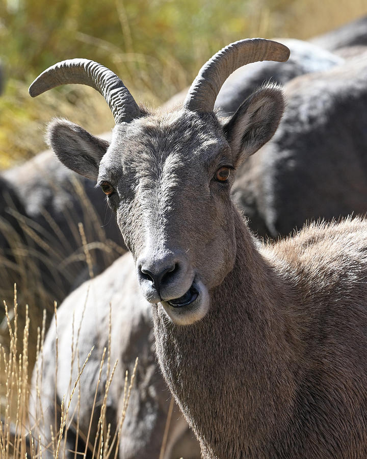 Big Horn Sheep Photograph by Adventureclicks Photography