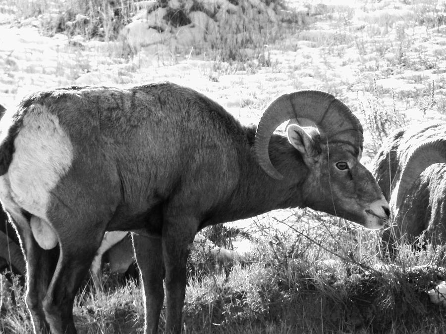 Big Horn Sheep Photograph by Amanda R Wright