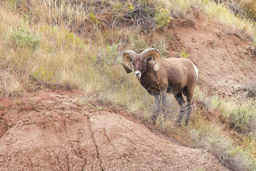 Big Horn Sheep Photograph by Brook Burling