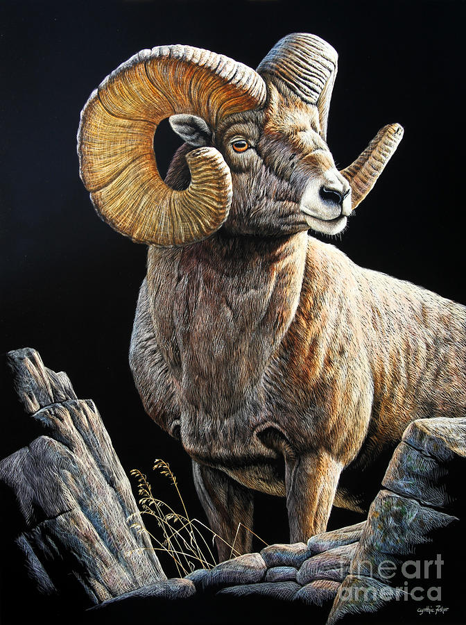 Sheep Drawing - Big Horn Sheep by Cynthie Fisher
