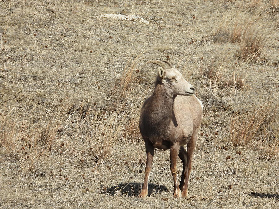 Big Horn Sheep Ewe 1 Photograph by Amanda R Wright