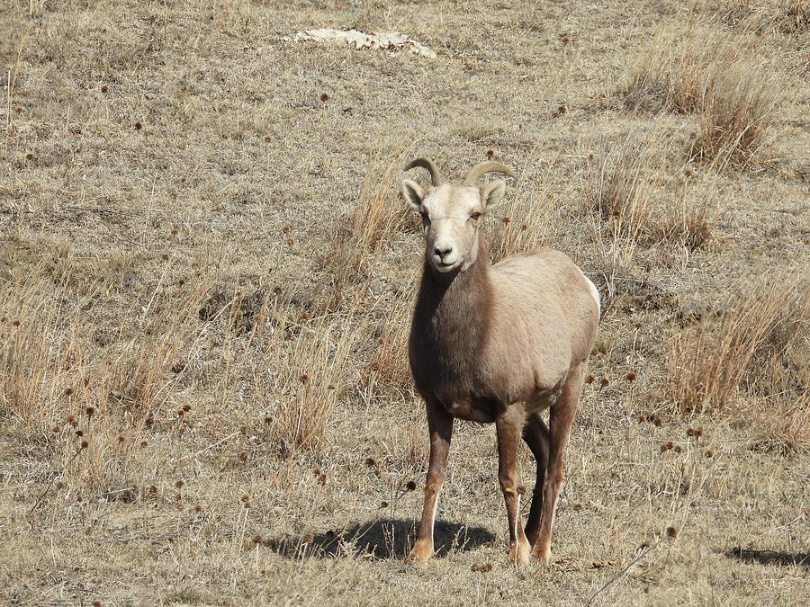 Big Horn Sheep Ewe 2 Photograph by Amanda R Wright