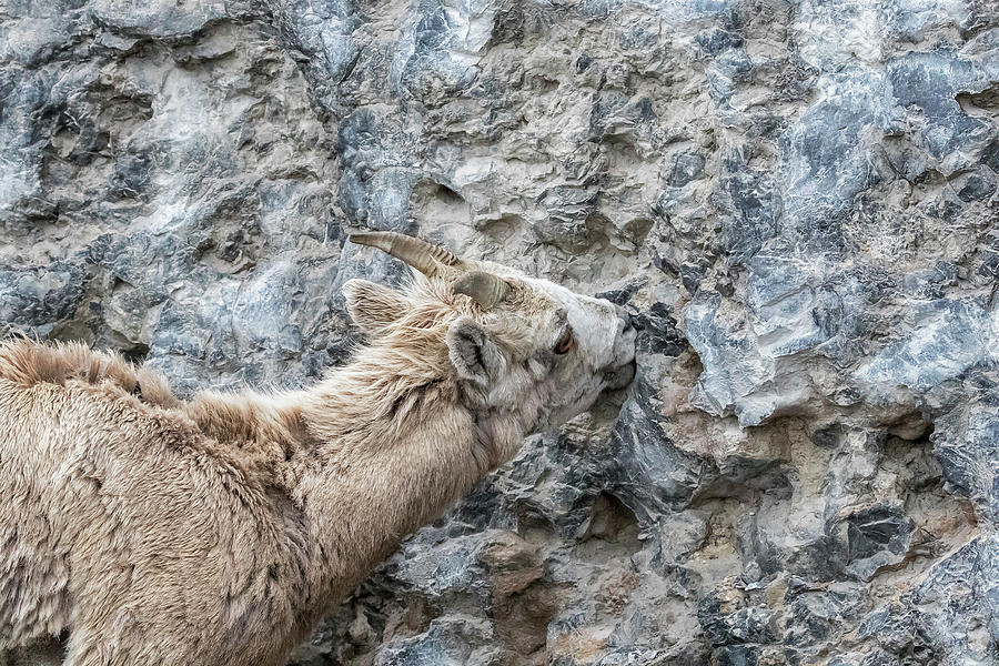 Big Horn Sheep Ewe Licking Minerals From A Rock Wall Photograph