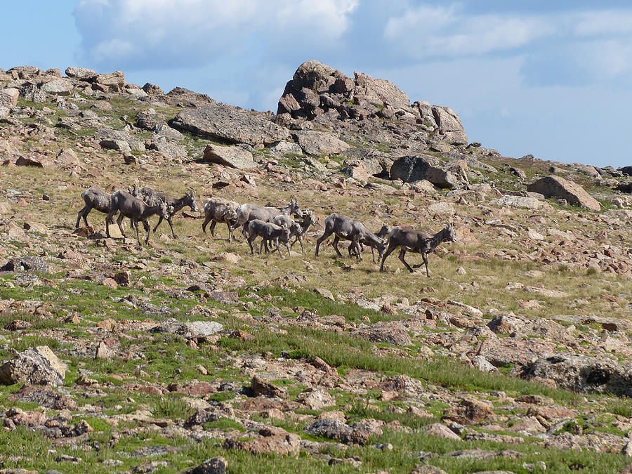 Big horn sheep females and young Photograph by Thomas Samida