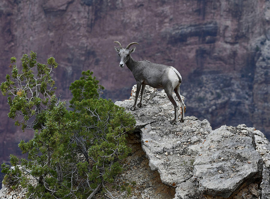 Big Horn Sheep - Grand Canyon Photograph by Stephen Vecchiotti