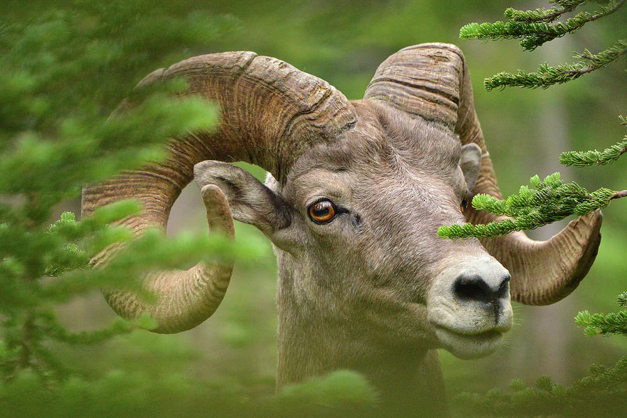 Big Horn Sheep Head Shot Photograph by Dean Hueber Pixels