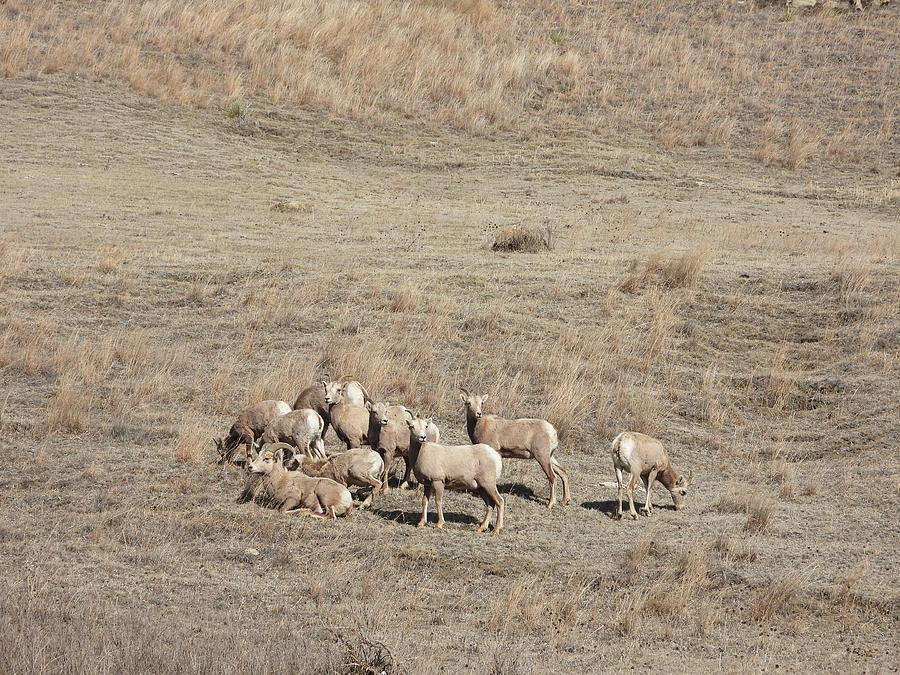 Big Horn Sheep Herd Photograph by Amanda R Wright