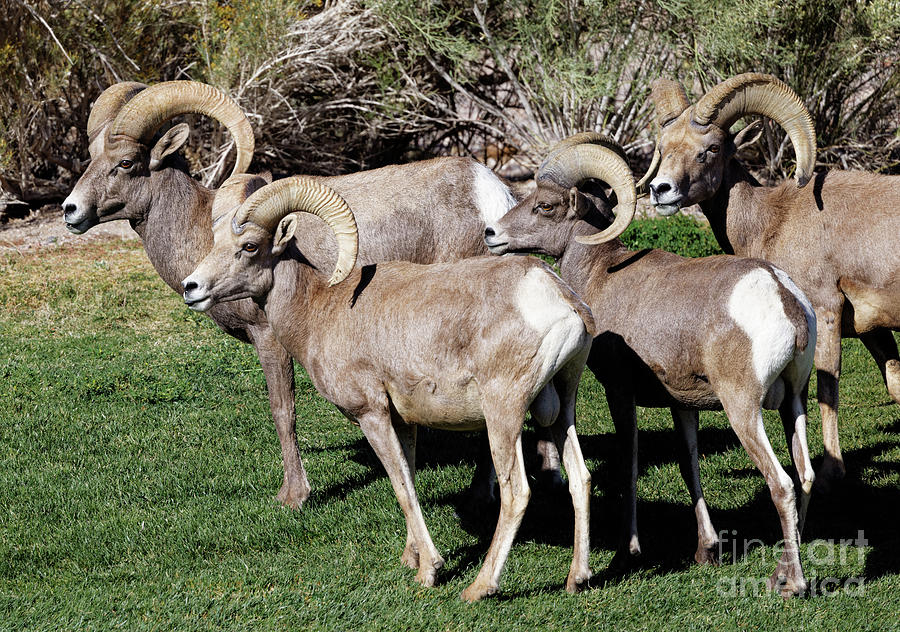 Big Horn Sheep in Boulder City Photograph by Natural Focal Point Photography