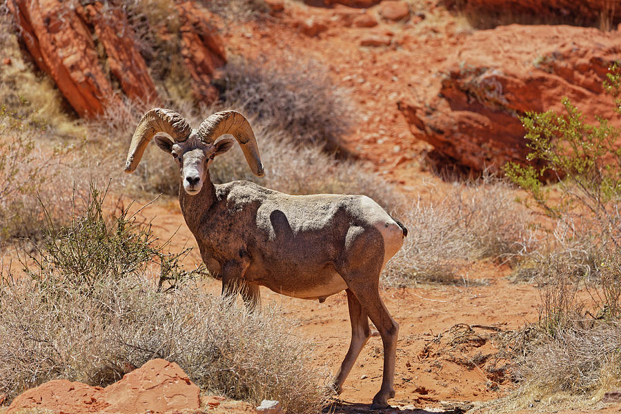 Big Horn Sheep in Valley of Fire Photograph by Doolittle Photography and Art