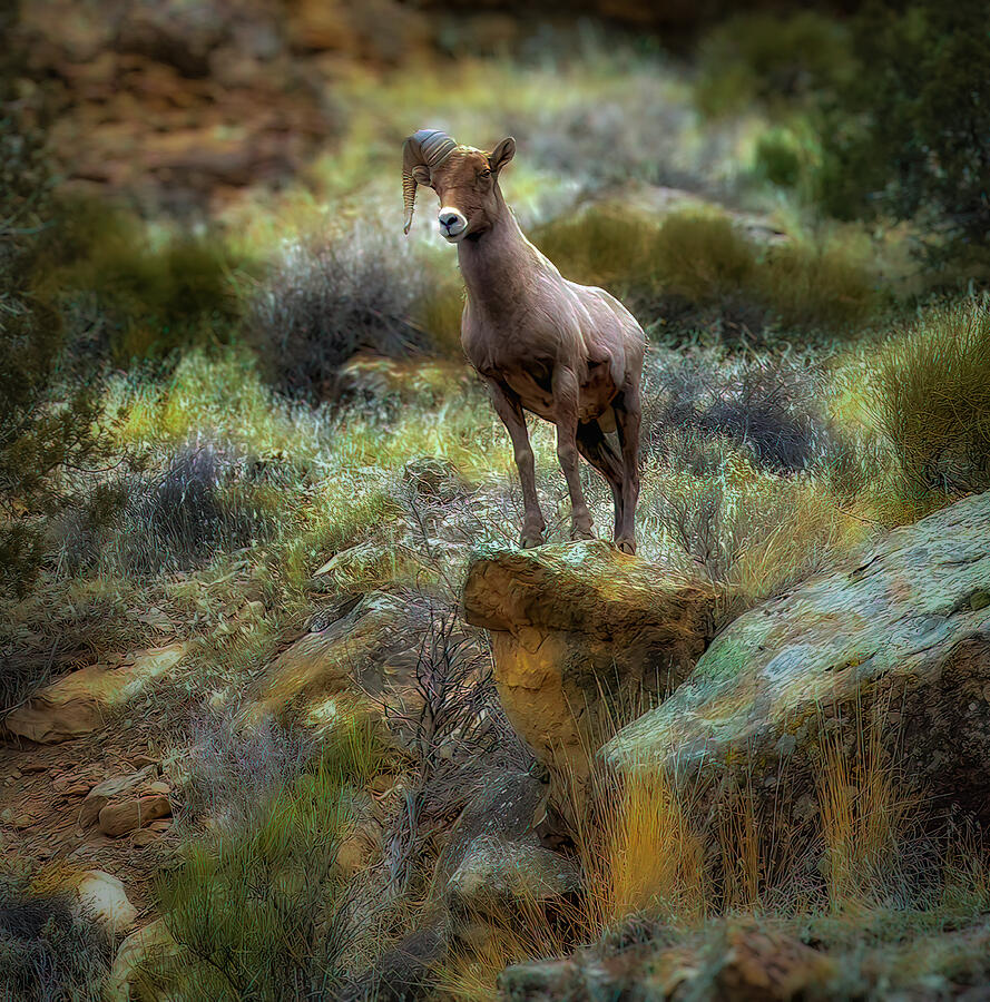 Big Horn Sheep Less One Horn Photograph by John A Rodriguez Big Horn Sheep Less One Horn Photograph by John A Rodriguez