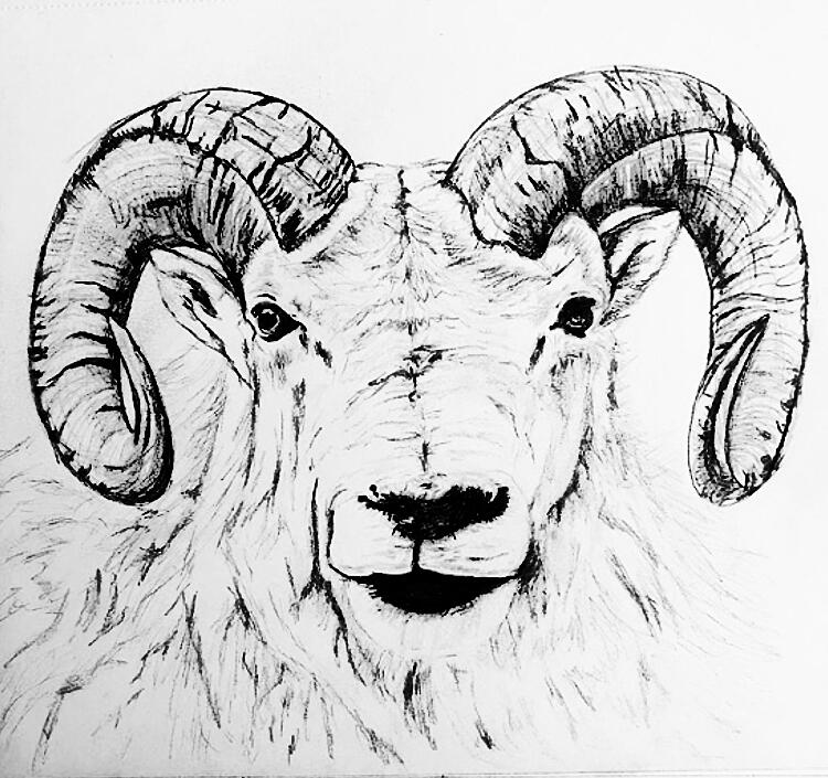 Big Horn Sheep Drawing by The Den MMXXI - Fine Art America