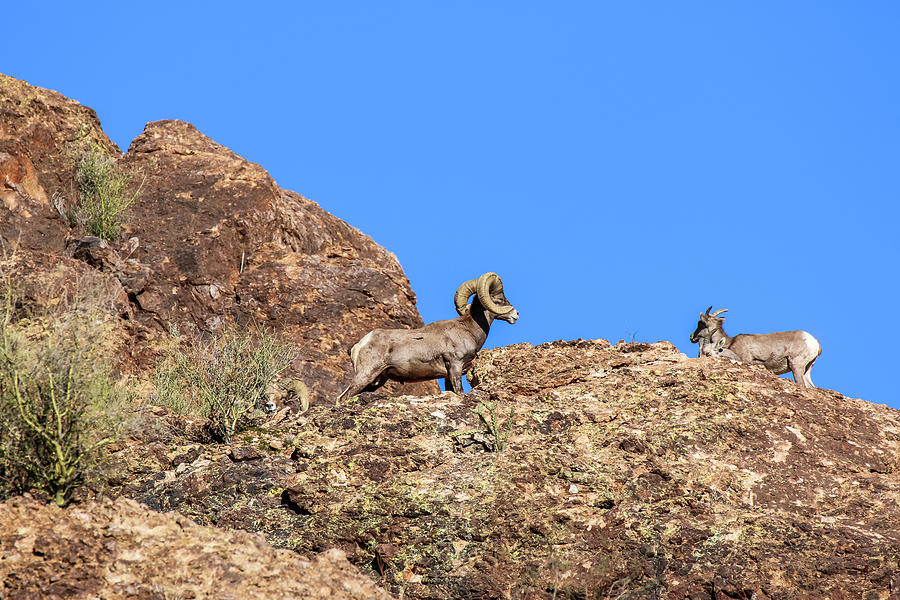 Big Horn Sheep on Cliff, Canyon Lake, Arizona Photograph by Dawn Richards