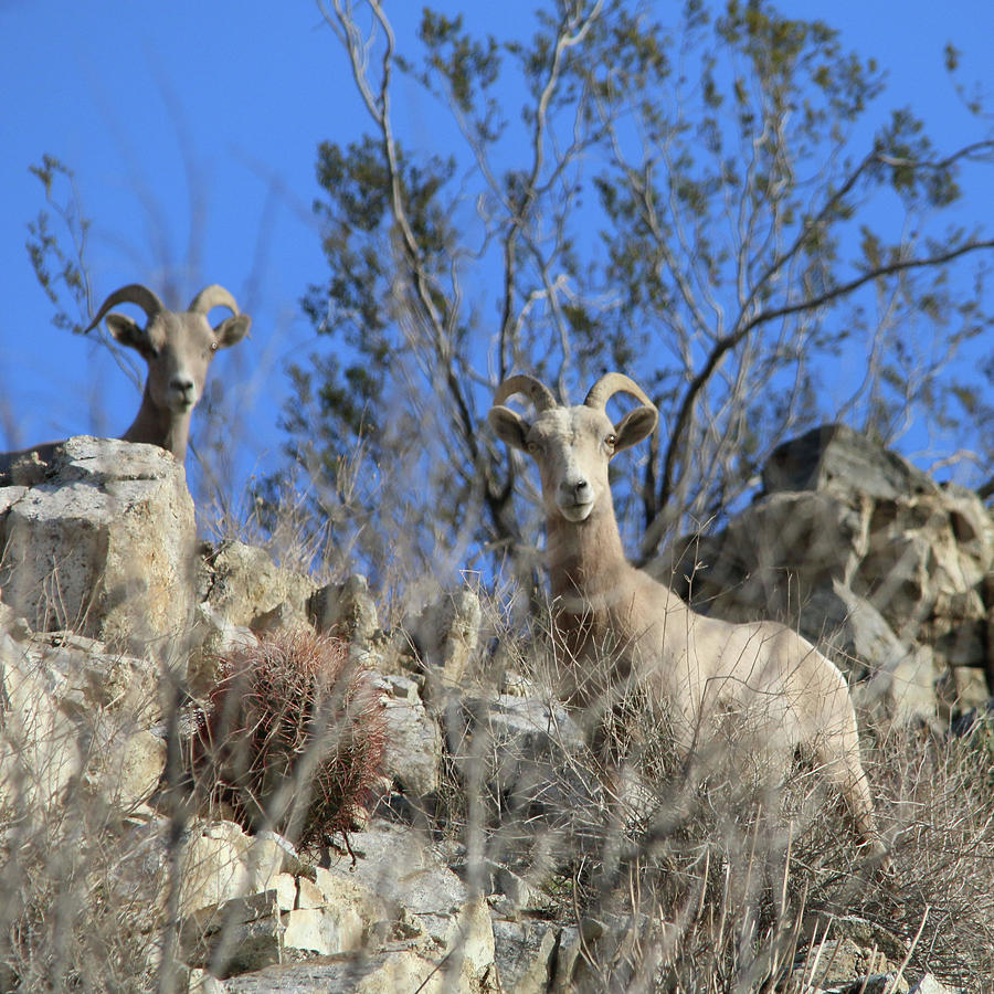 Big Horn Sheep Photograph by Perry Hoffman