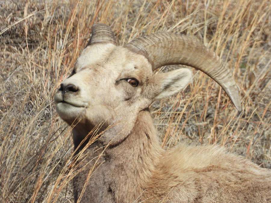 Big Horn Sheep Ram 10 Photograph by Amanda R Wright