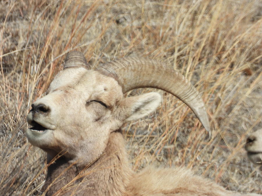Big Horn Sheep Ram 11 Photograph by Amanda R Wright