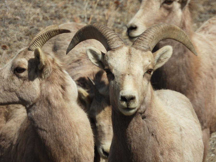 Big Horn Sheep Ram 2 Photograph by Amanda R Wright