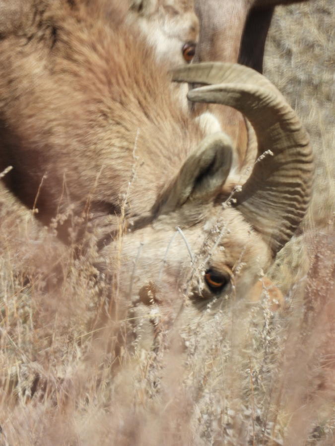 Big Horn Sheep Ram 5 Photograph by Amanda R Wright