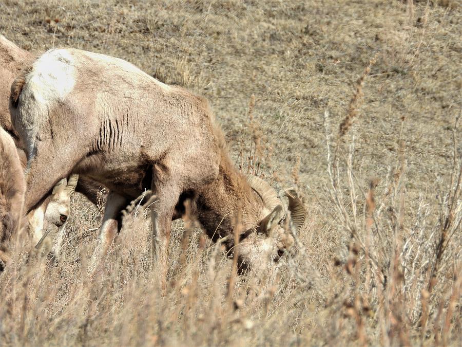 Big Horn Sheep Ram 6 Photograph by Amanda R Wright