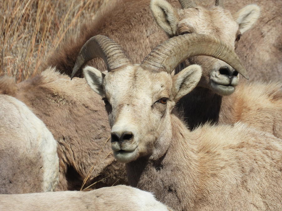 Big Horn Sheep Ram 8 Photograph by Amanda R Wright
