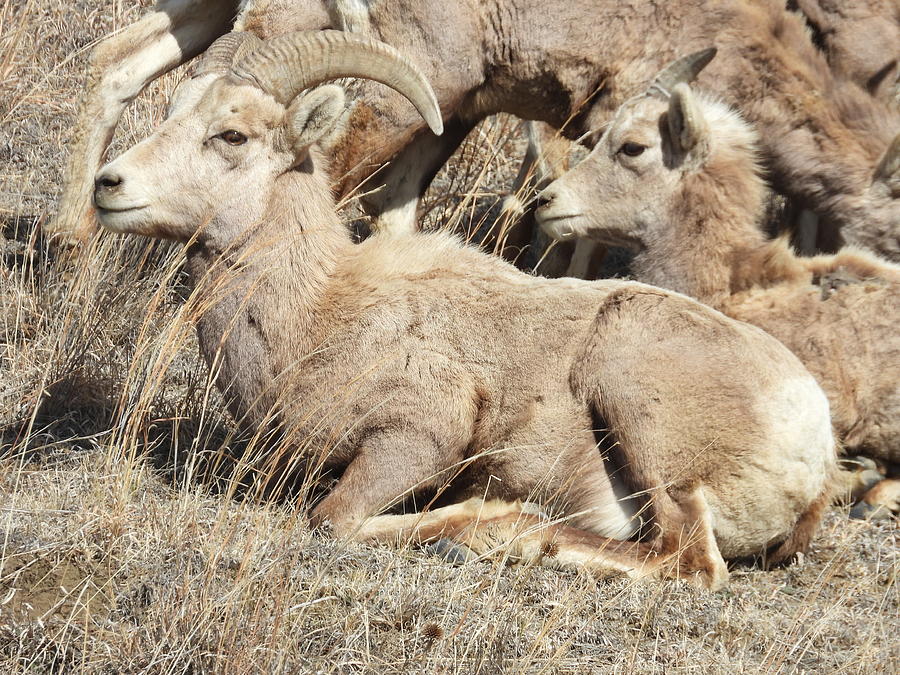 Big Horn Sheep Ram 9 Photograph by Amanda R Wright