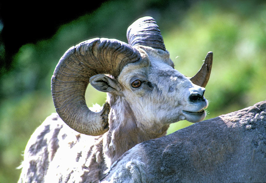 Big Horn Sheep UpClose Encounters Photograph by Bonnie Colgan