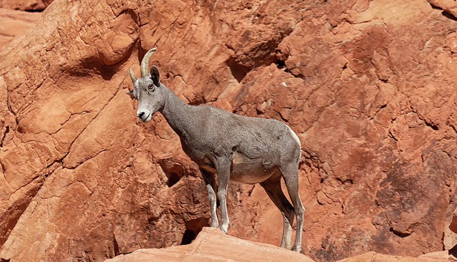 Big Horn Sheep Valley Of Fire State Park Photograph by Michael W Rogers