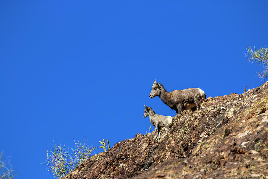 Big Horn Sheep with Baby, Canyon Lake, Arizona Photograph by Dawn Richards