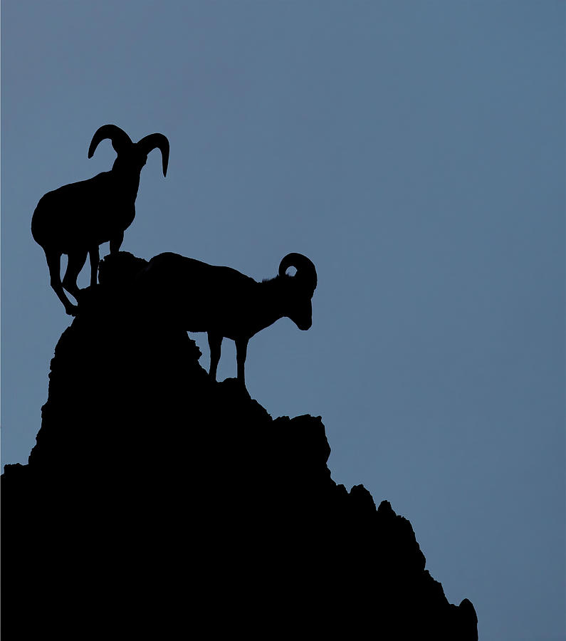 Wildlife Photograph - Big Horn Silhouette  by Bob Falcone