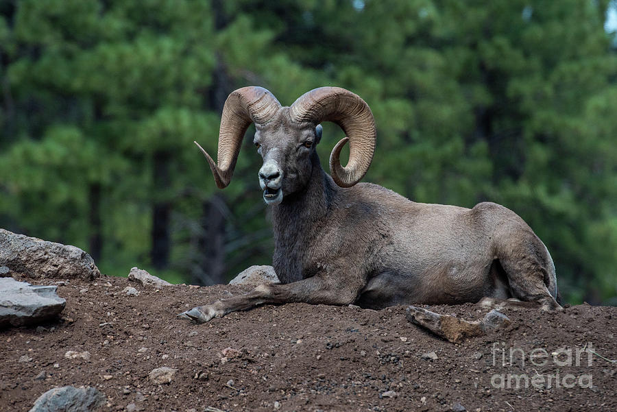 Big Horned Sheep Photograph by Shawn Dechant - Fine Art America