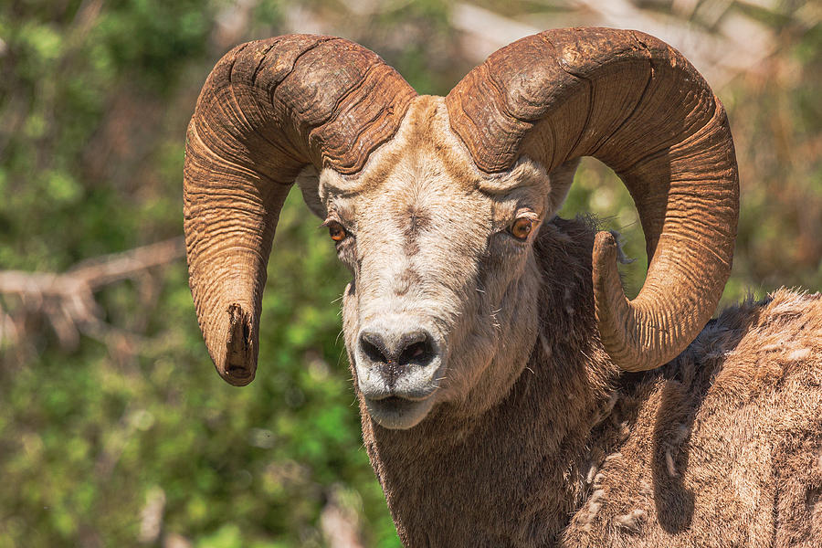 Big horns - Glacier National Park Photograph by Garth Steger - Pixels