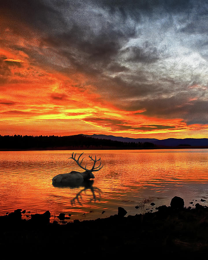 Big Lake Elk Sunset Vertical, Big Lake, Eastern Arizona Photograph by Don Schimmel
