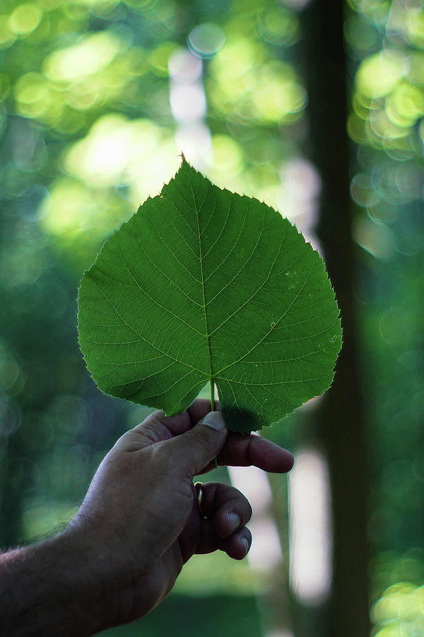 Big Leaf Bokeh Photograph by Kimberly Mackowski