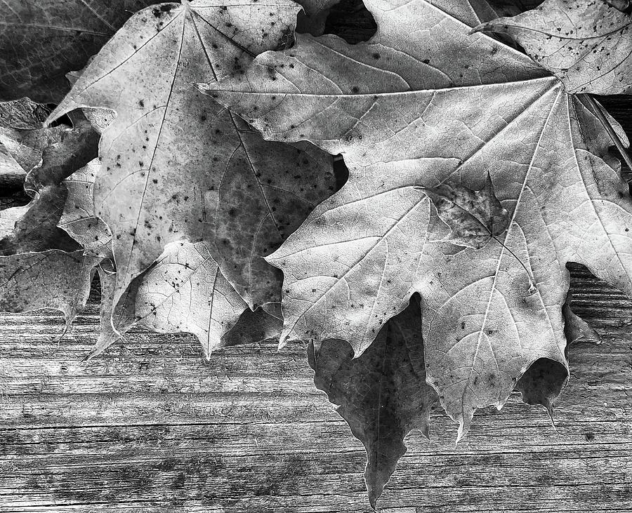 Big Leaf Little Leaf 2 BW 110222 Photograph by Mary Bedy