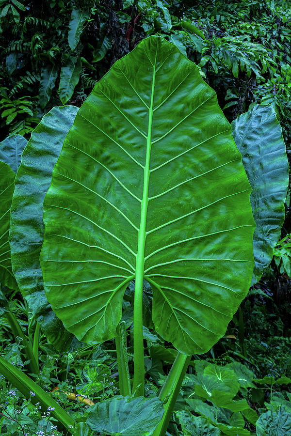 Tropical Leaf I I Photograph by Doug Davidson