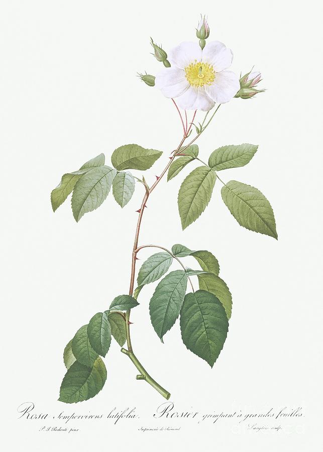 Big-leaved Climbing Rose, Rosa Sempervirens Latifolia From Les Roses 1817-1824 By Pierre-joseph Re Painting