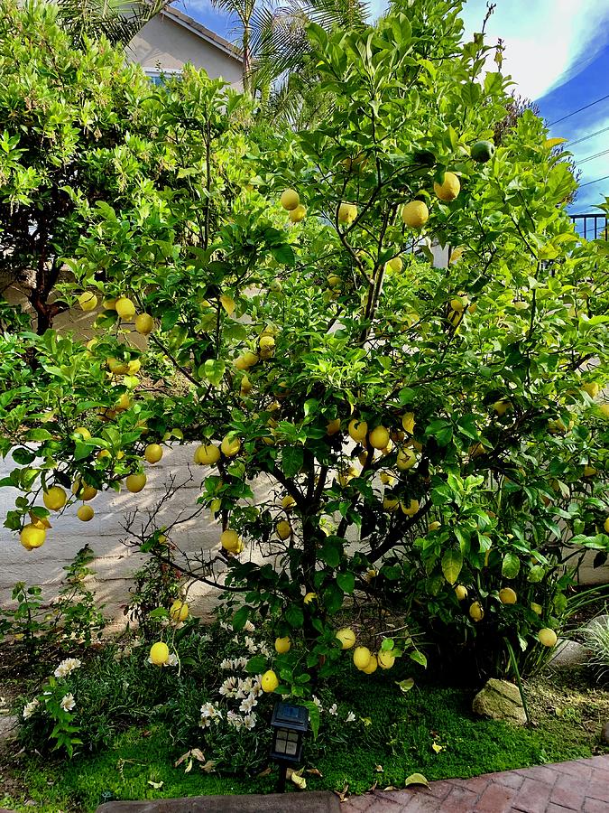 Big Lemon Tree Photograph by Inez Ellen Titchenal | Fine Art America