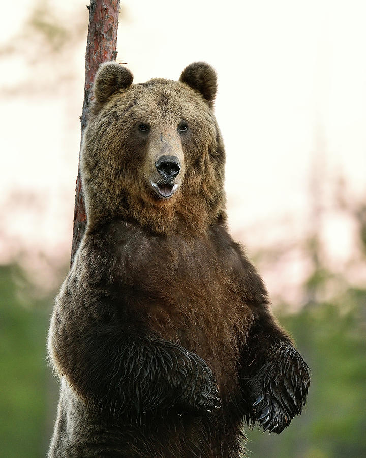 Big male brown bear standing closeup Photograph by Erik Mandre - Pixels