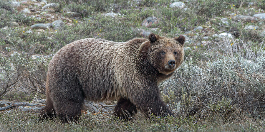 Big Mama Grizzly Bear Photograph by Yeates Photography - Fine Art America