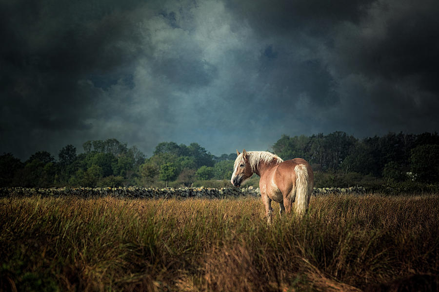 Big Momma - Horse Art Photograph by Lisa Saint
