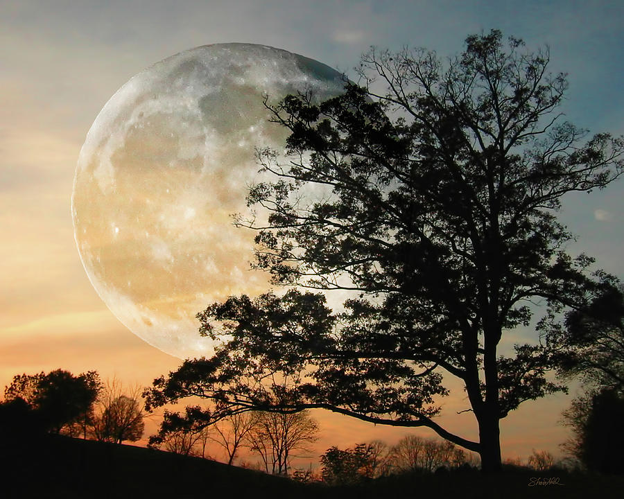 Big Moon in Sunset Photograph by Shara Abel