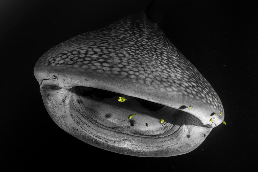 Sharks Photograph - Big Mouth by Simon Lorenz