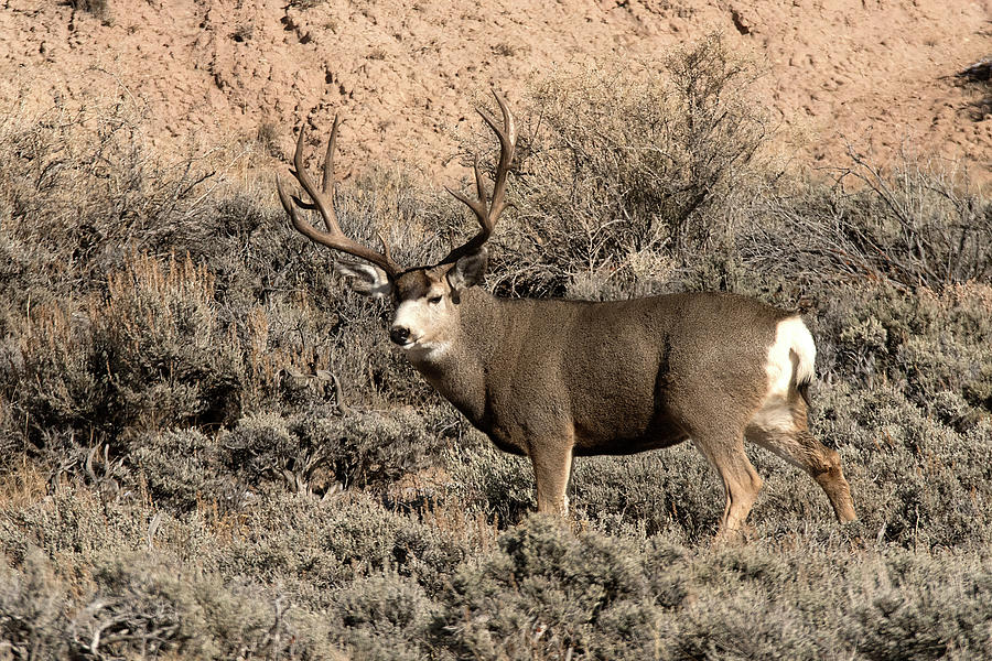 Big Muley Buck 3 Photograph by Earl Nelson - Fine Art America